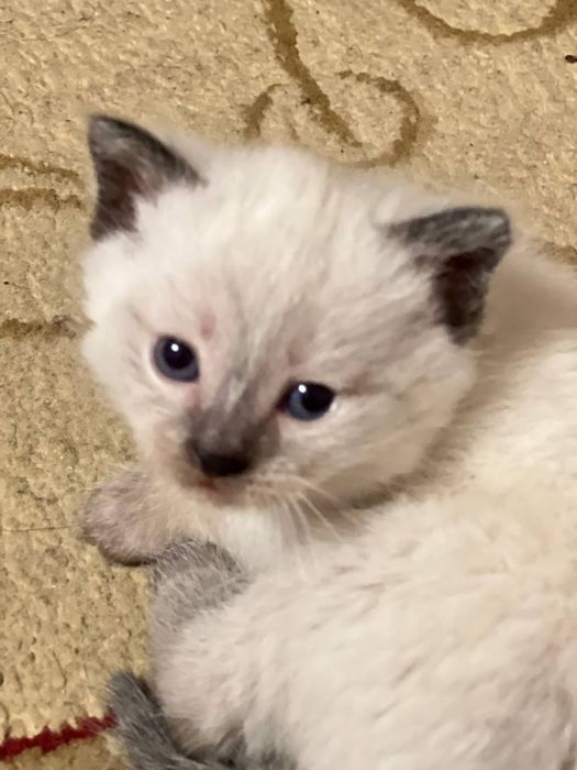 Котенок породистый