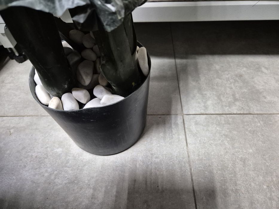 Цветы в дом ' офис