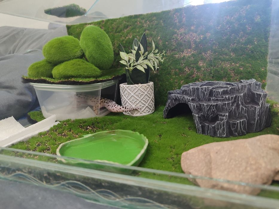 Продам  эублефар