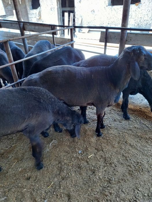 Хисори уйда бокилган койлар