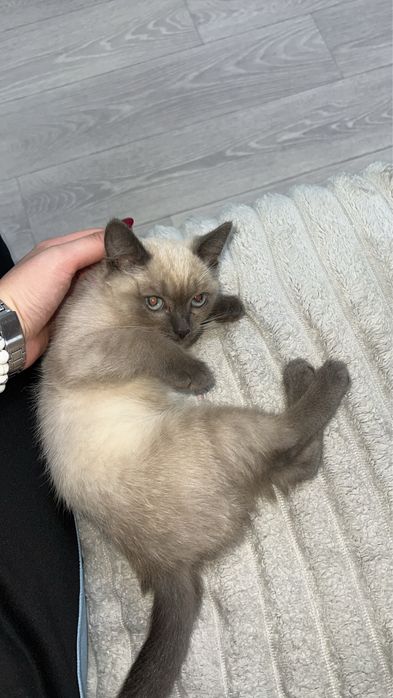 Очень ласковая кошечка ищет дом !
