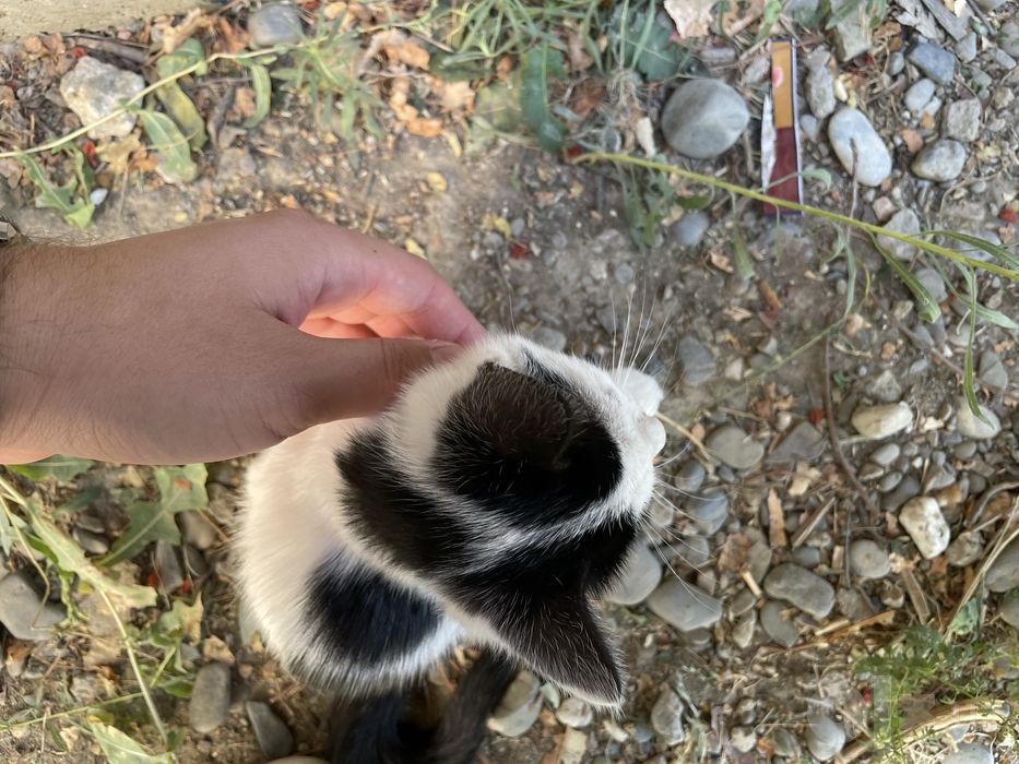 Mushukcha beriladi juda gozal