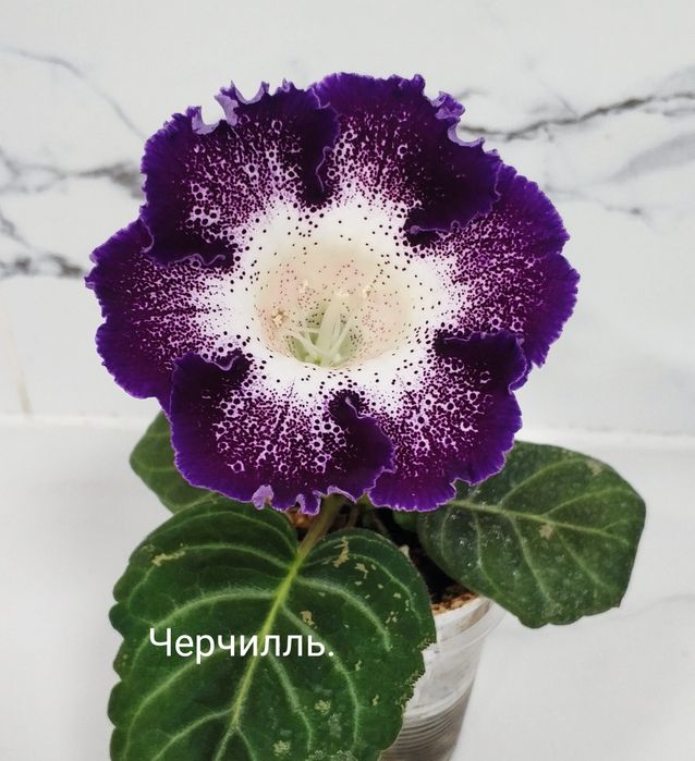 Цветущие глоксинии.