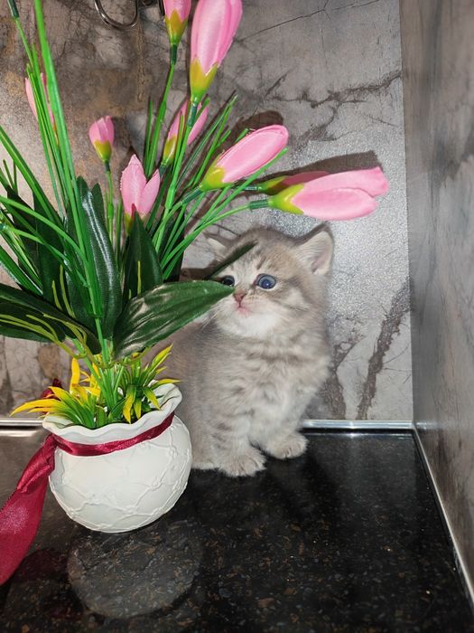 Скотиш страйт чистокровные