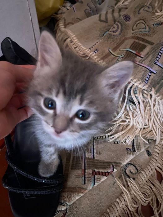 Отдам маленьких котят в  добрые руки.