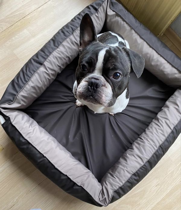 Перящо се кучешко легло