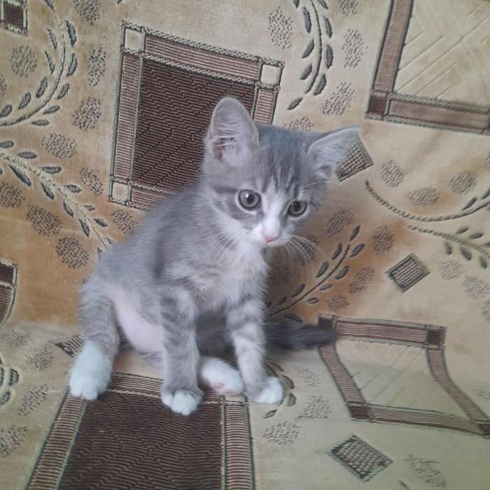Отдам в добрые руки котёнка, девочку,