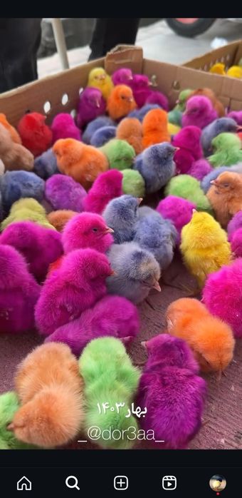 светная  цыплята