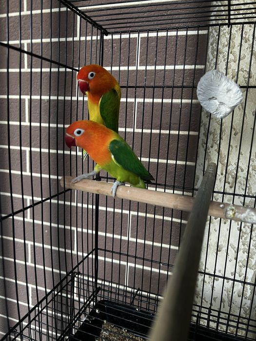 Green Opa рабочая пара сотилади яна тухум куйиши бошлади