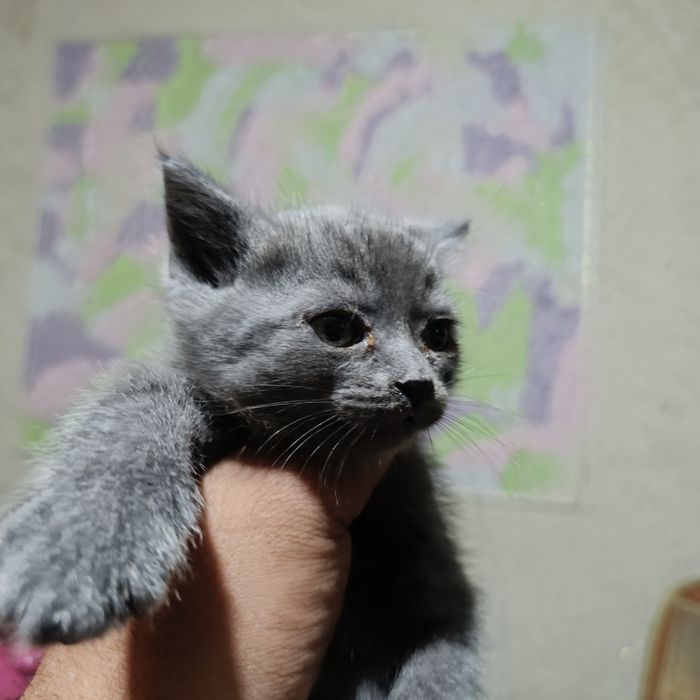 Отдам котят в хорошие руки