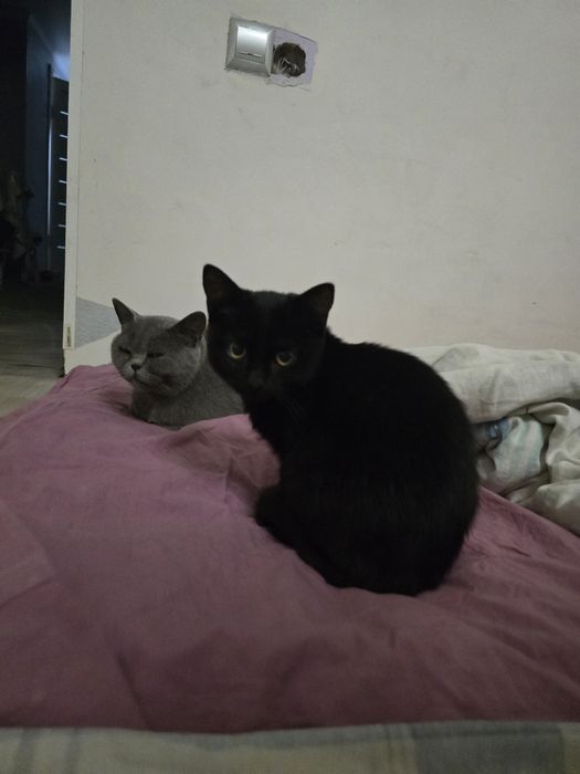 Котята бесплатно