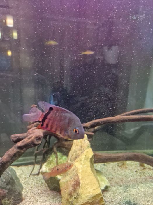 Ciclide americane Severum