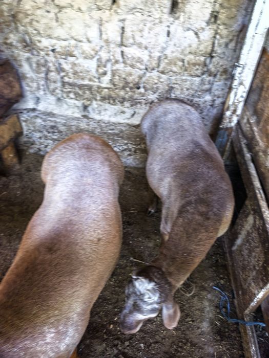 qochqorlar 70 kg+ 80kg+ . Namangan.