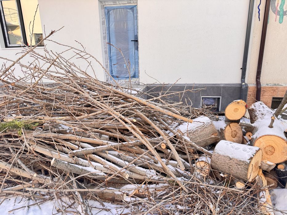 Donez un copac taiat pentru lemne de foc