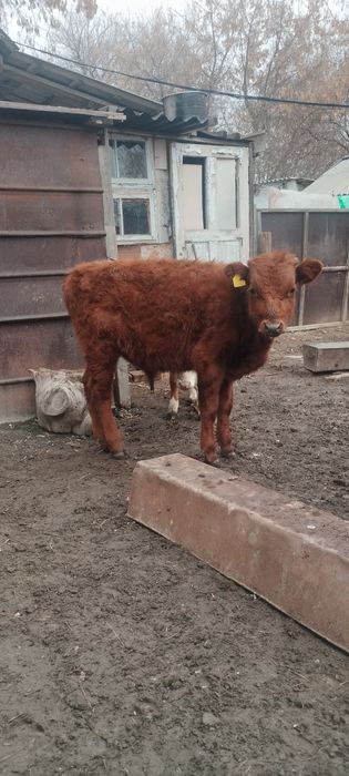 Продам телят этого года