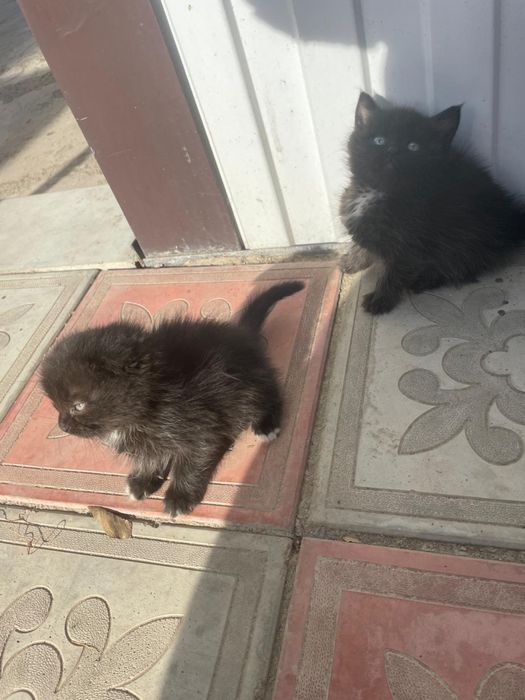 Отдам котят в добрые руки