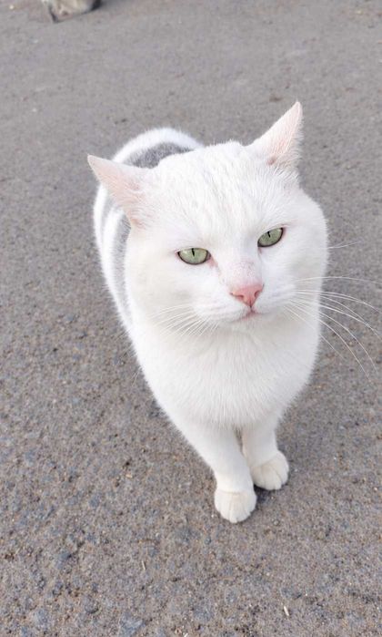 Котёнок мальчик 1,5 года