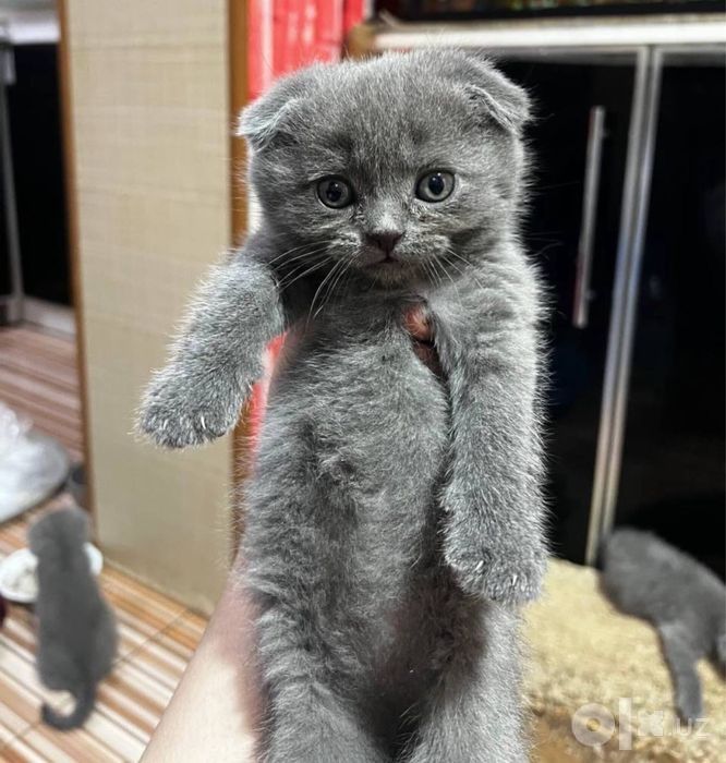 Скоттиш фолд чистокровная