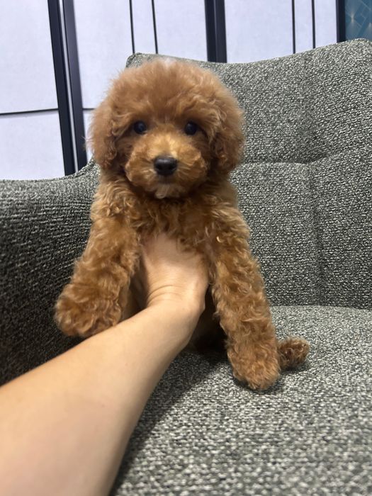 Catel Poodle rasa pura