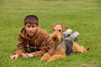 pui airedale terrier din parinti campioni