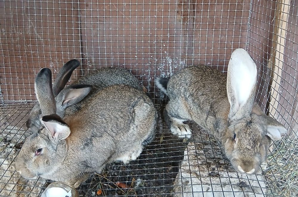 Продам больших крликов