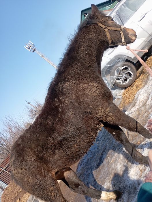 Продам жеребца 10 месецев