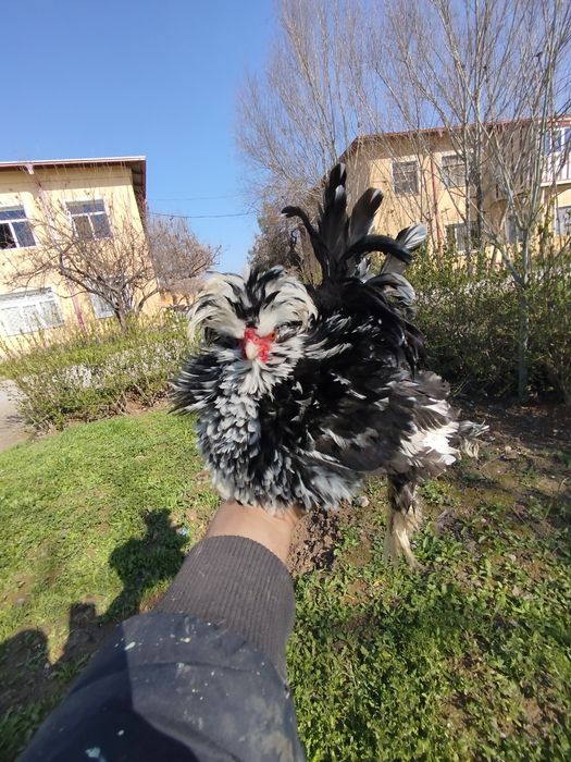 чаппа пат хурозча сотилади