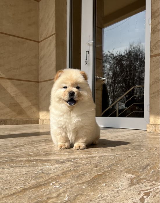 Pui Chow chow alb bej