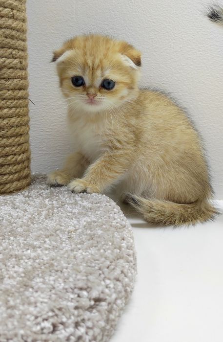 Кошечки и коТики шотландские/