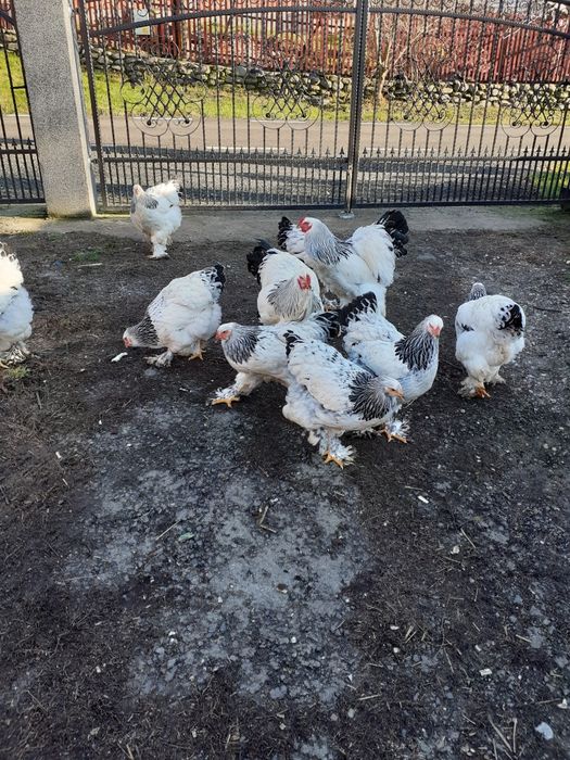 Gaini brahma herminat deschis și playmout rock barat