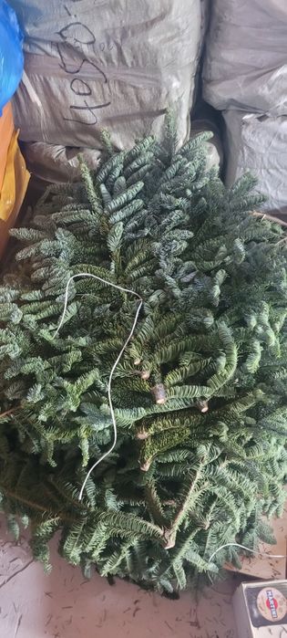 Нобилис продам  банч