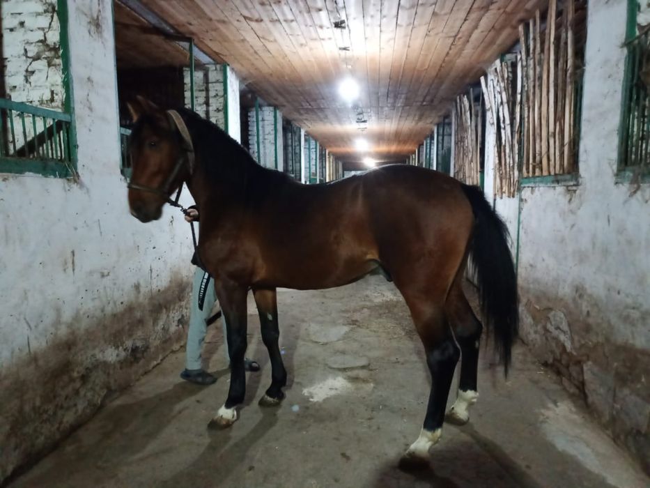 Продам Иноходца 5 лет