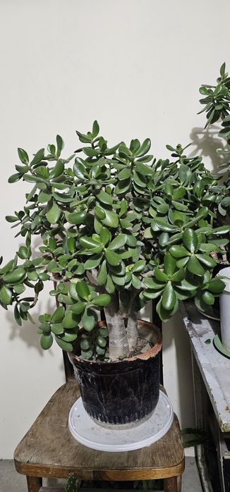 Доллар гул хар хил размерлари бор