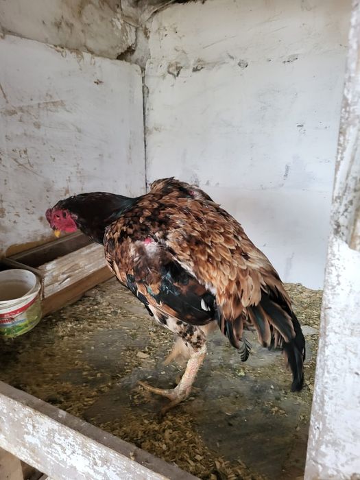 Сатамын тохапей кораз 15000