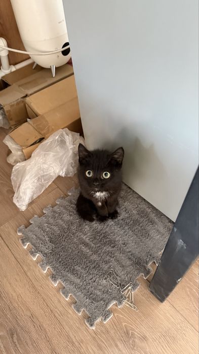Отдам котенка 4.5 месяца примерно