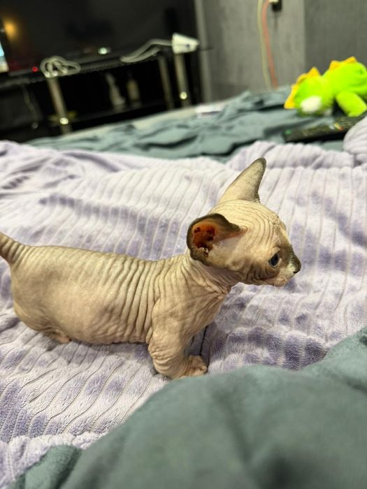 Шикарные сфинксики бамбино и эльф