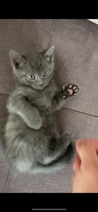 Отдам в котят в добрые руки