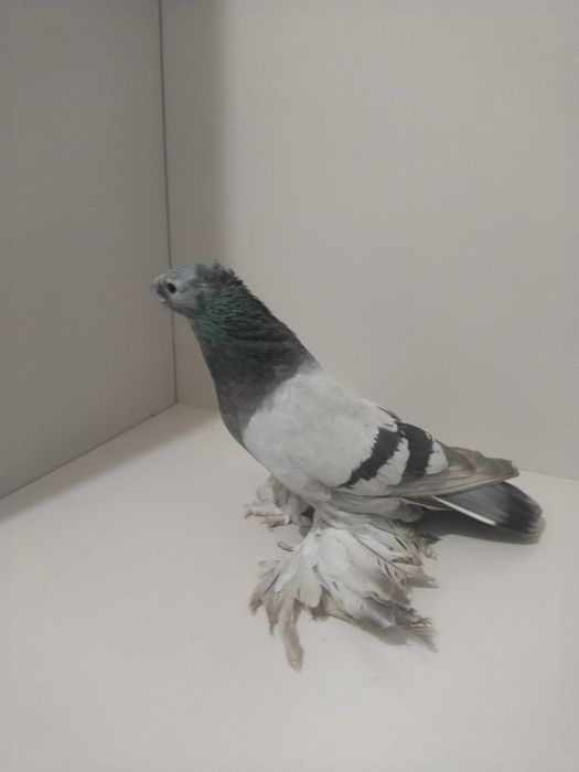 Голубы двухшубые