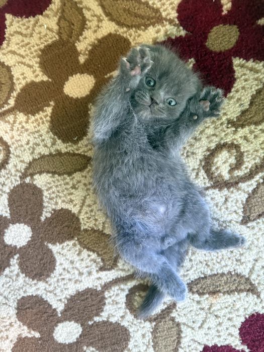 Продается котята из правелный вязке.Родились 24 января 2026