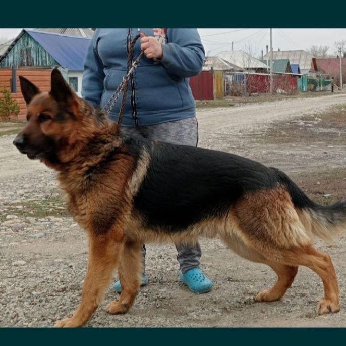 Щенок немецкой овчарки