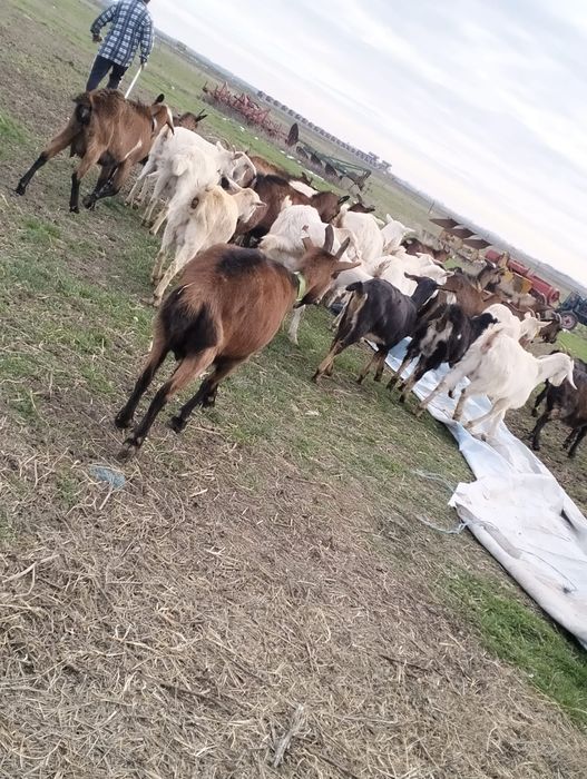 Vând capre originale