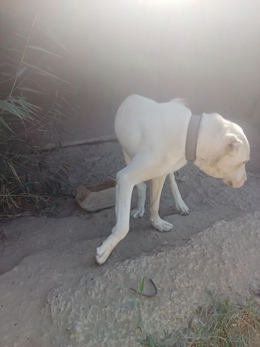 Қазақы төбет ит сатылады