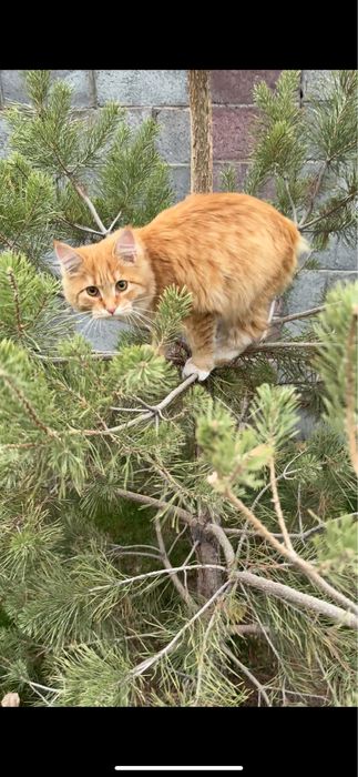 Мейнкун 5 месячный