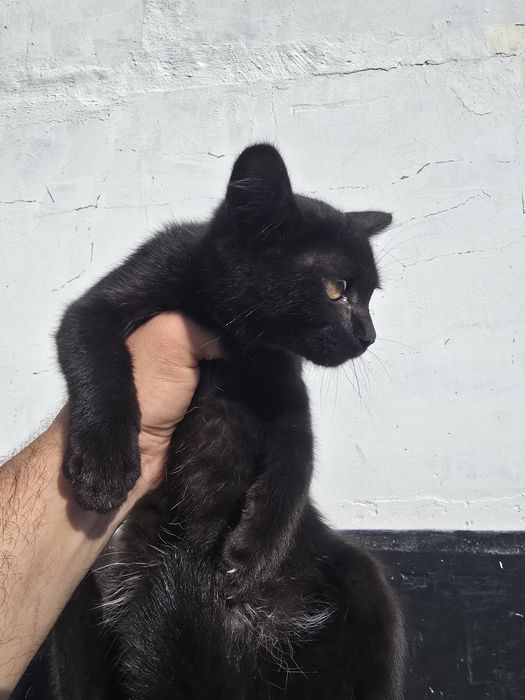 Отдам котят в хорошие руки.