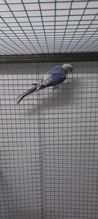 Ajerella sotiladi 1 par mutant,1 par kremeno ishlagan rabochchi parala