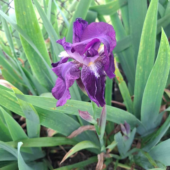 Ирис   /Перуника