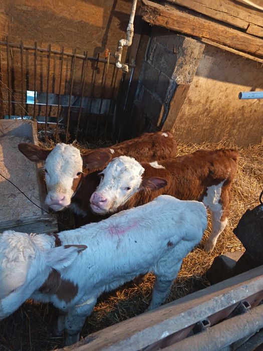 Vând vitei de lapte și semiintarcati