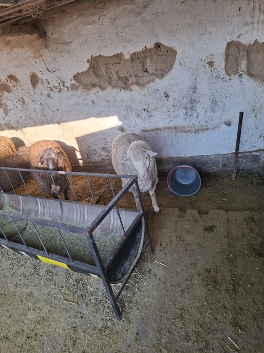 Бараны жирные на откорме