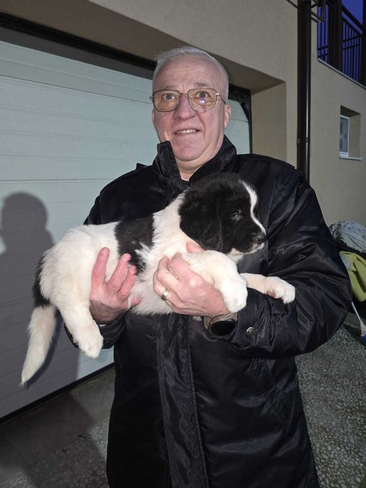 Vind catei Ciobanesc de Bucovina