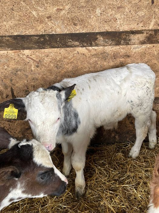 Tăurași și vitele